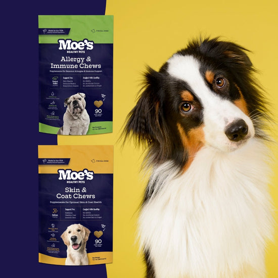 Pampered Pooch - Moe's Healthy Pets
